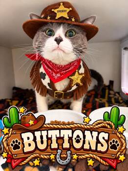 BUTTONS -  Domestic Short Hair Cat for Adoption in Gardner, Massachusetts - BUTTONS | PetCurious