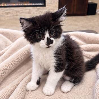 Dixie Hildreth -  Domestic Medium Hair Cat for Adoption in Morrison, Colorado - Dixie Hildreth | PetCurious