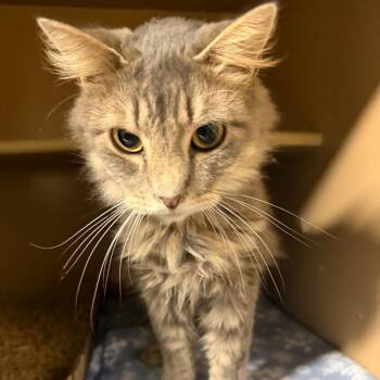 Guiness -  Domestic Medium Hair and Domestic Long Hair Cat for Adoption in Madisonville, Kentucky - Guiness | PetCurious
