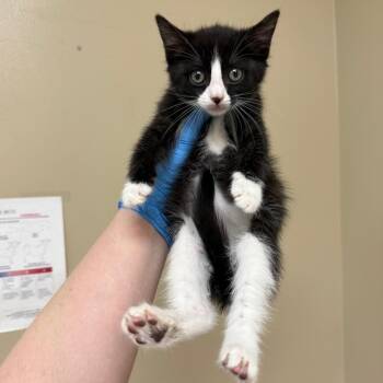 Junebug -  Domestic Short Hair Cat for Adoption in Birmingham, Alabama - Junebug | PetCurious
