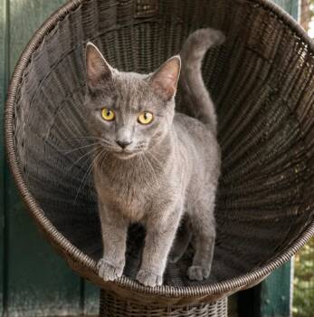 Nitro -  Domestic Short Hair and Russian Blue Cat for Adoption in Lathrop, California - Nitro | PetCurious