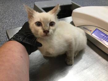 CATALINA -  Domestic Short Hair Cat for Adoption in Thousand Palms, California - CATALINA | PetCurious