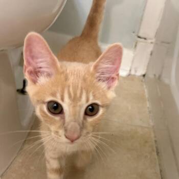 Graham Jr -  Domestic Short Hair Cat for Adoption in Durham, North Carolina - Graham Jr | PetCurious