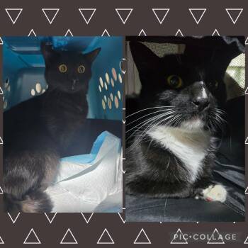 Rescue Domestic Short Hair Cats for Adoption in Elizabeth, Pennsylvania - Calvin & Hobes | PetCurious