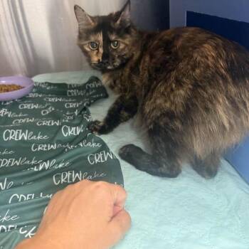 Emory-C -  Domestic Long Hair Cat for Adoption in East St. Louis, Illinois - Emory-C | PetCurious