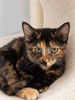 KITTEN CHINA -  Tortoiseshell Cat for Adoption in Franklin, Tennessee - KITTEN CHINA | PetCurious