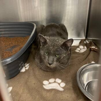 Rescue Russian Blue Cats for Adoption in Los Angeles, California - Bruce Banner | PetCurious