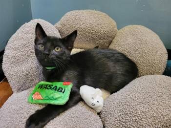 WASABI -  Domestic Short Hair Cat for Adoption in Santa Clara, California - WASABI | PetCurious