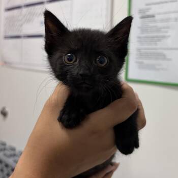 Koolaid K2 -  American Shorthair Cat for Adoption in Edinburg, Texas - Koolaid K2 | PetCurious
