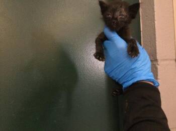 A1933785 -  Domestic Short Hair Cat for Adoption in Thousand Palms, California - A1933785 | PetCurious