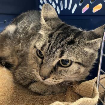 Maude -  Domestic Short Hair Cat for Adoption in Dekalb, Illinois - Maude | PetCurious