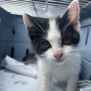 Christian Nodal -  Domestic Short Hair Cat for Adoption in Newark, New Jersey - Christian Nodal | PetCurious