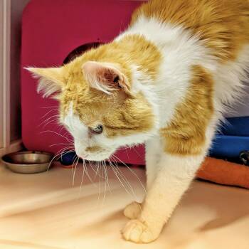 Domestic Medium Hair Cats Available for Adoption in Santa Fe, New Mexico - Thackery | PetCurious