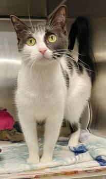 Nala -  Domestic Short Hair Cat Available for Adoption in Fort Worth, Texas - Nala | PetCurious