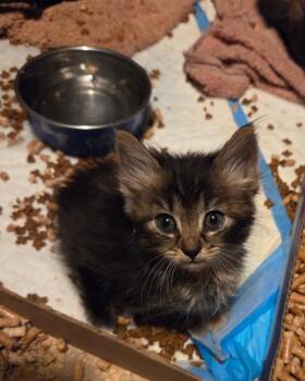 Domestic Long Hair Cats Available for Adoption in Camden, South Carolina - Court Reporter (Available For Pre-adoption) | PetCurious