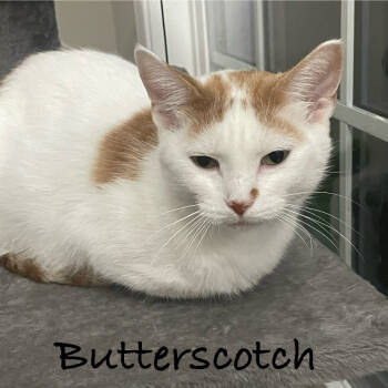 Rescue Domestic Short Hair Cats for Adoption in Carmel, Indiana - Butterscotch | PetCurious