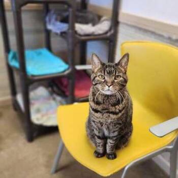 Domestic Short Hair Cats Available for Adoption in Davenport, Iowa - Beauty | PetCurious