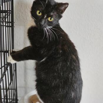 Domestic Short Hair Cats Available for Adoption in Houston, Texas - Scarlett | PetCurious