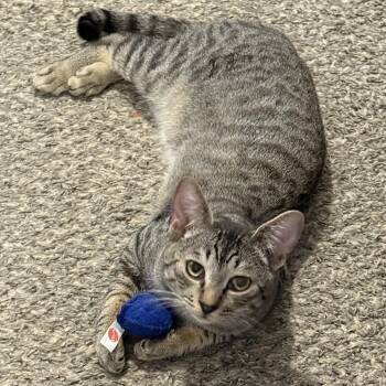 Lincoln -  Domestic Short Hair Cat for Adoption in Ellensburg, Washington - Lincoln | PetCurious
