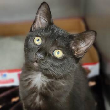 Domestic Short Hair Cats Available for Adoption in Sarasota, Florida - Janet The Planet | PetCurious
