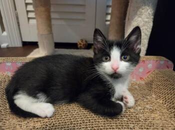 Maya -  Domestic Short Hair Cat for Adoption in Oradell, New Jersey - Maya | PetCurious
