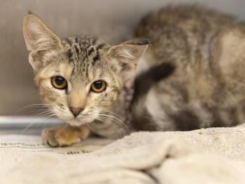 PIPSQUEAK -  Domestic Short Hair Cat for Adoption in Phoenix, Arizona - PIPSQUEAK | PetCurious