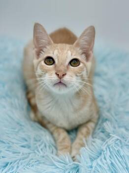 Lady Fie -  Domestic Short Hair Cat for Adoption in Covington, Louisiana - Lady Fie | PetCurious
