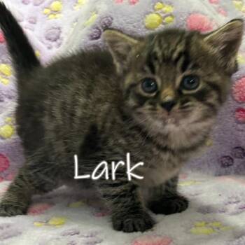 Lark -  Domestic Short Hair Cat for Adoption in Harrisonburg, Virginia - Lark | PetCurious