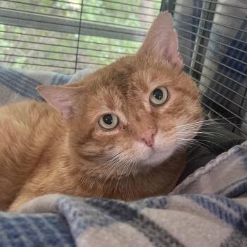 Domestic Short Hair Cats Available for Adoption in Winchendon, Massachusetts - Red | PetCurious