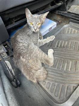 FANCY -  Domestic Short Hair Cat for Adoption in San Antonio, Texas - FANCY | PetCurious