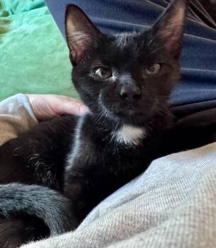 Grimm -  Domestic Short Hair Cat for Adoption in Glocester, Rhode Island - Grimm | PetCurious