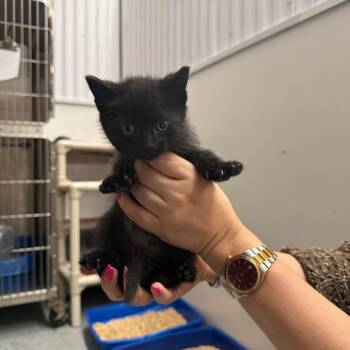 Onyx -  Domestic Short Hair Cat for Adoption in Clavet, Saskatchewan - Onyx | PetCurious