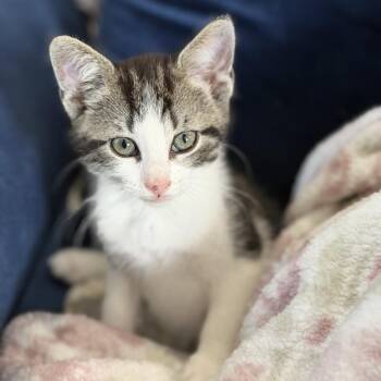 Domestic Short Hair Cats Available for Adoption in Denison, Texas - Charra | PetCurious