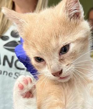 Drogon -  Domestic Short Hair Cat for Adoption in Burnsville, North Carolina - Drogon | PetCurious