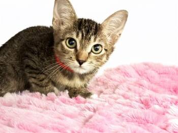 STORMY -  Domestic Short Hair Cat for Adoption in Fort Lauderdale, Florida - STORMY | PetCurious