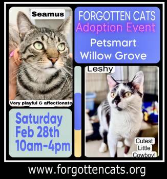 Domestic Short Hair Cats Available for Adoption - Willow Grove PetSmart Adoption Event 02/28/2026 | PetCurious
