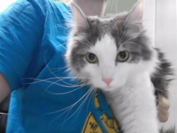 Domestic Medium Hair and Domestic Short Hair Cats Available for Adoption in Omaha, Nebraska - REBEL | PetCurious