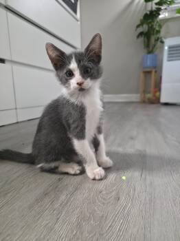 Seymour -  Domestic Short Hair Cat for Adoption in Sunrise, Florida - Seymour | PetCurious