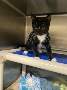 Add -  Domestic Short Hair Cat for Adoption in Hobart, Indiana - Add | PetCurious