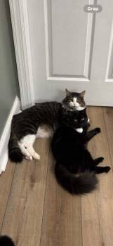 Goliath Warren -  Domestic Long Hair and Maine Coon Cat for Adoption in Mount Laurel Township, New Jersey - Goliath Warren | PetCurious