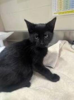 Barney Rubble -  Domestic Short Hair Cat for Adoption in Manitowoc, Wisconsin - Barney Rubble | PetCurious