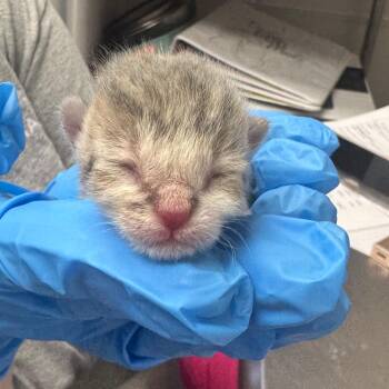 Domestic Short Hair Cats Available for Adoption in Columbiana, Alabama - Italian Bread (NOT AVAILABLE - IN FOSTER CARE) | PetCurious