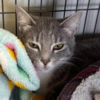 Georgia -  Domestic Short Hair Cat for Adoption in Saginaw, Michigan - Georgia | PetCurious