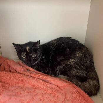 Cinder -  Domestic Short Hair Cat for Adoption in Wilmington, Delaware - Cinder | PetCurious