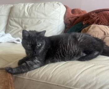 Coquine -  Domestic Short Hair Cat for Adoption in Montreal, Quebec - Coquine | PetCurious