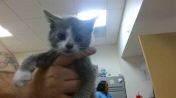 Domestic Short Hair Cats Available for Adoption in Doral, Florida - FINN | PetCurious