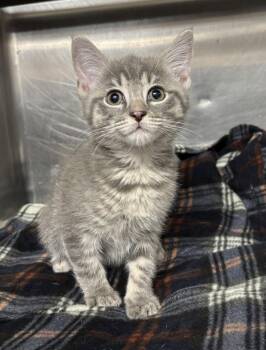 Sebastian -  Domestic Short Hair Cat for Adoption in Richmond, Virginia - Sebastian | PetCurious