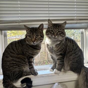 Aries and Zeus -  Domestic Medium Hair and British Shorthair Cat for Adoption in Fairfax, Virginia - Aries And Zeus | PetCurious