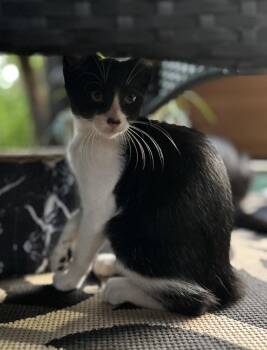 CL - Clea -  Domestic Short Hair Cat for Adoption in Dawson, Georgia - CL - Clea | PetCurious