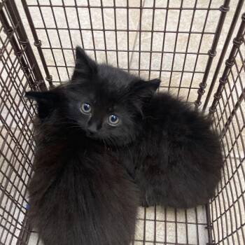 Umbreon -  Domestic Medium Hair Cat for Adoption in Galveston, Texas - Umbreon | PetCurious